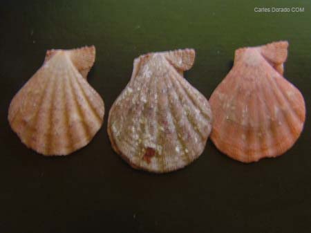 Chlamys pesfelis